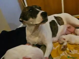 Staffordshire Bull Terrier dogs Staffy puppies - Advert 12