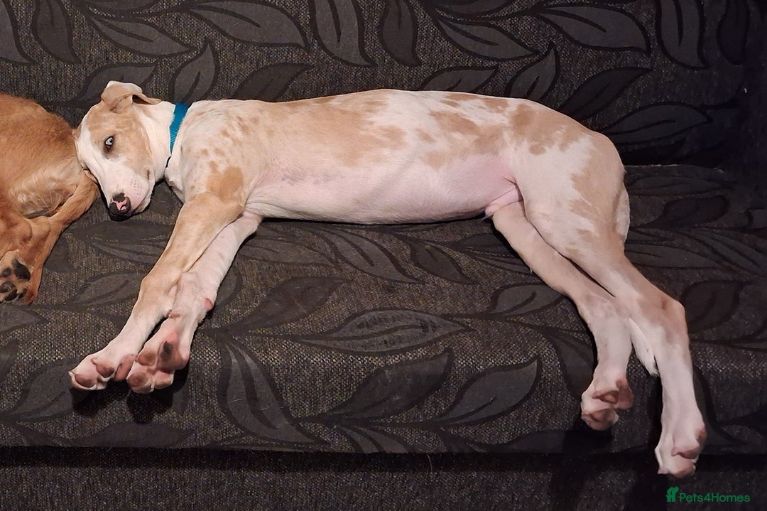 Greyhound dogs for sale: Bouncing Beau  - Image 3