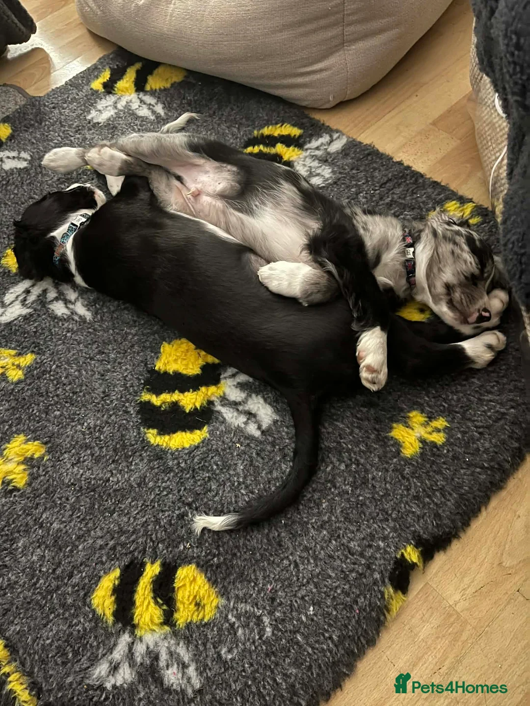 Mixed Breed dogs for sale: Borderlier pup - Advert 4