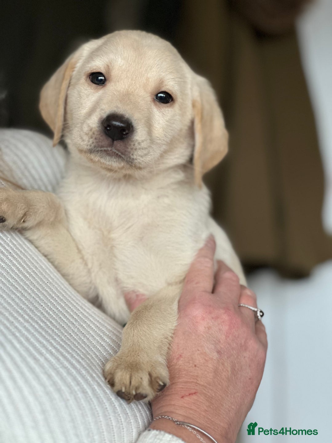Labrador Retriever dogs for sale: 6 gorgeous Labrador puppies  - Advert 5