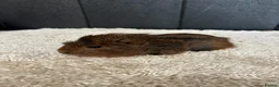 Guinea Pig rodents for sale: Stunning baby guinea pigs  - Advert 8