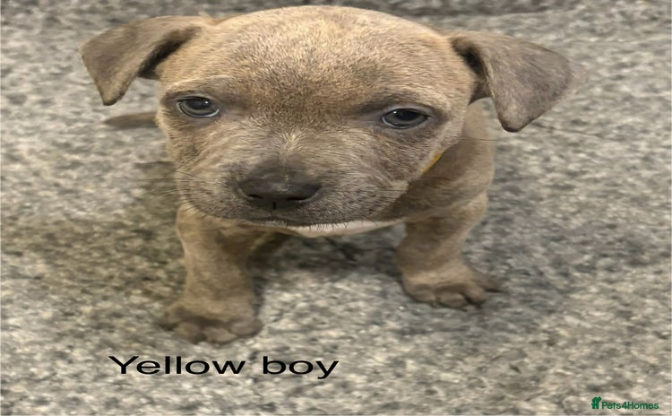 Staffordshire Bull Terrier dogs Beautiful coloured staffies - Advert 6