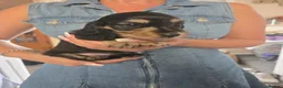 Miniature Dachshund dogs for sale: Miniature Dachshunds - Advert 14