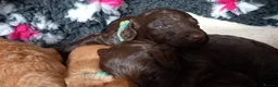 Cockapoo dogs for sale: Last stunning f2b Chocolate cockapoo boy - Advert 27