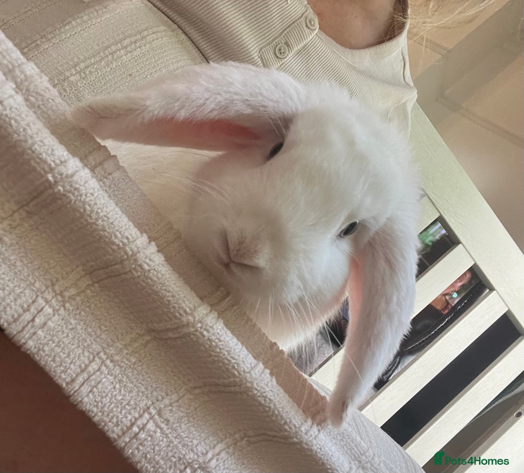 French Lop rabbits for sale: French lop bunny and hutch - Image 7