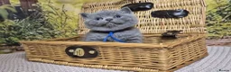 British Shorthair cats for sale: Purebred british shorthair kittens in Wigton - Advert 25
