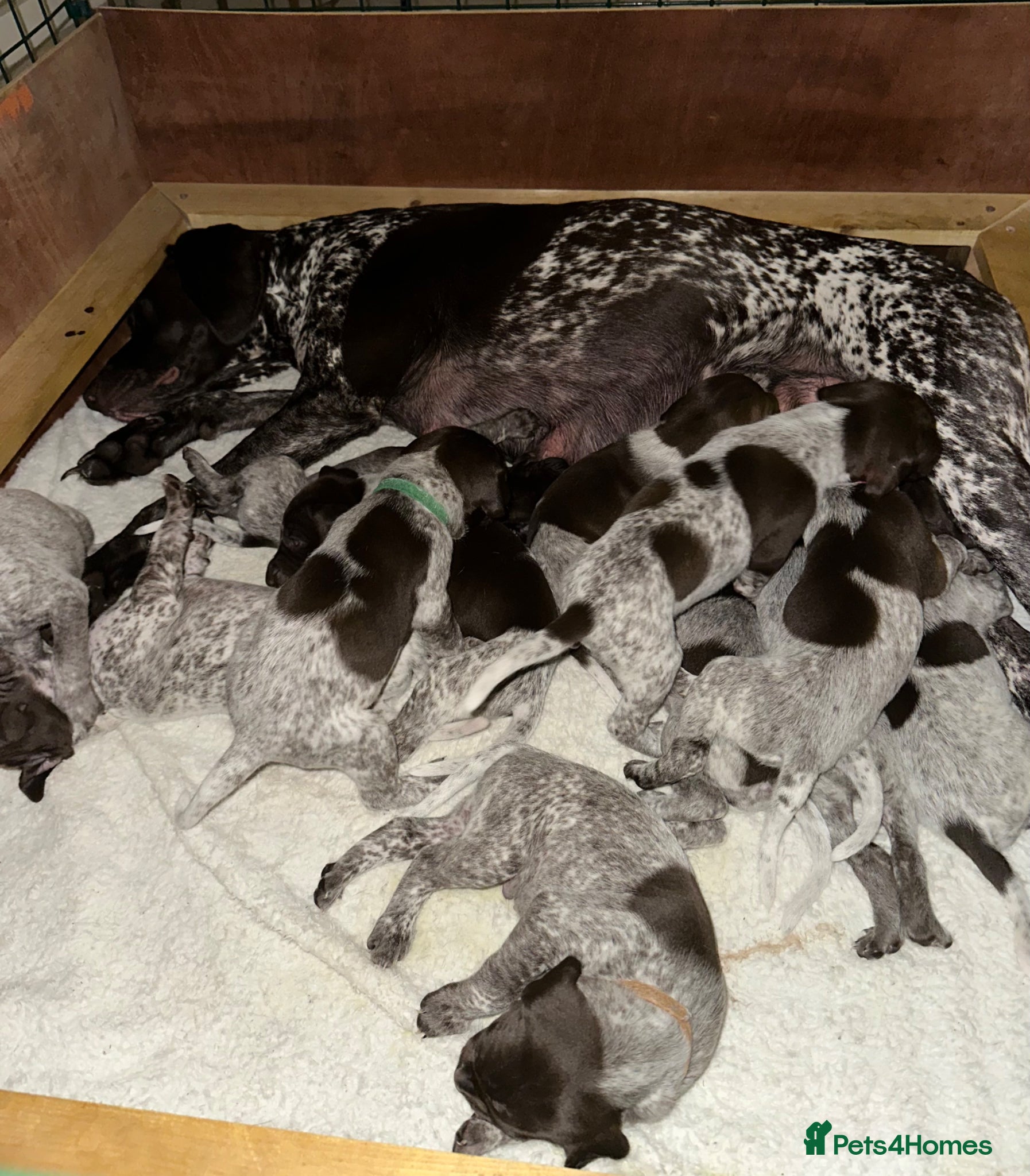 German Shorthaired Pointer dogs 🐾KC Registered German Shorthaired Pointer Puppies - Advert 6