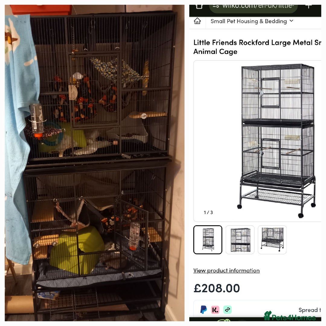 Rat rodents for sale: 6 female rats plus large cage and accessories - Image 7