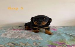 Miniature Dachshund dogs for sale: Miniature Dachshund Puppies  - Image 7