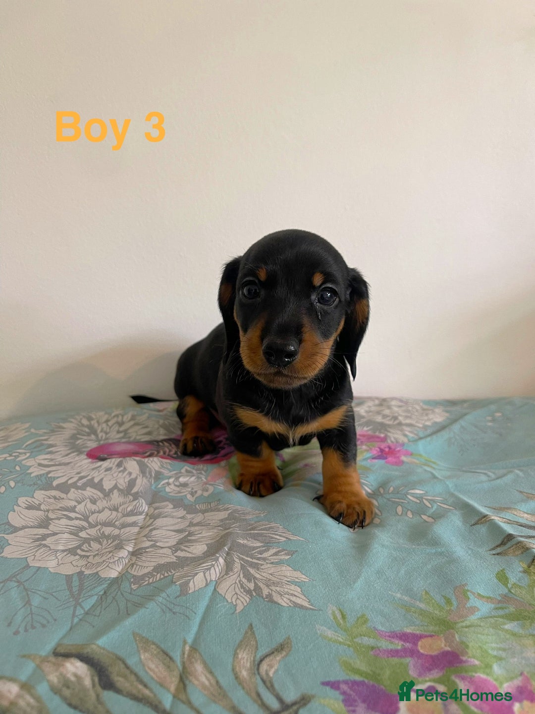 Miniature Dachshund dogs for sale: Miniature Dachshund Puppies  - Image 7