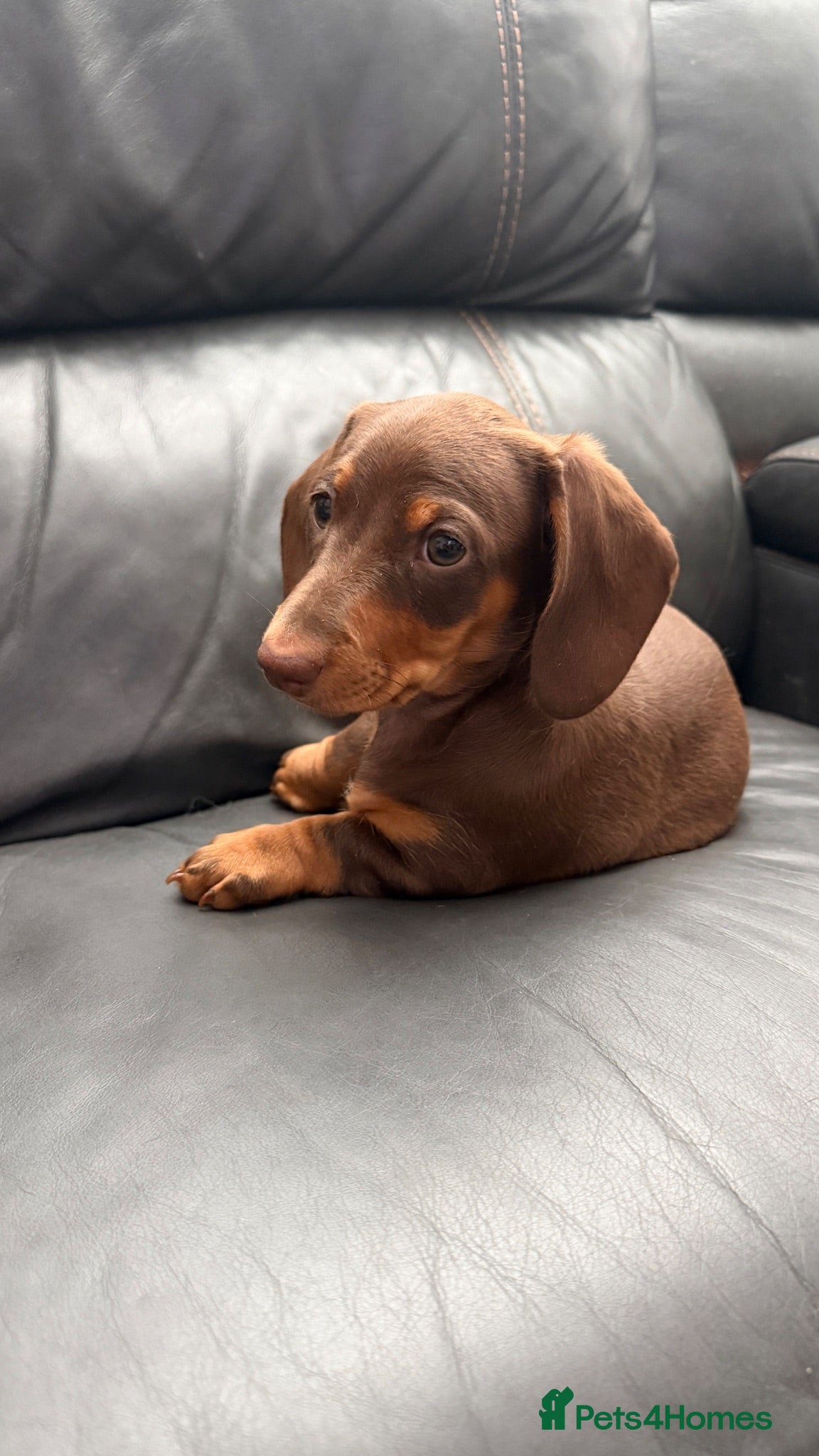 Miniature Dachshund dogs 🐾 Still Looking for Her Perfect Forever Home 🐾 - Advert 2
