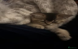 British Shorthair cats for sale: Golden British Shorthair Male - Image 5