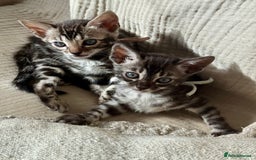 Bengal cats for sale: Pedigree Glittered Bengal Kittens - TICA reg. - Image 2