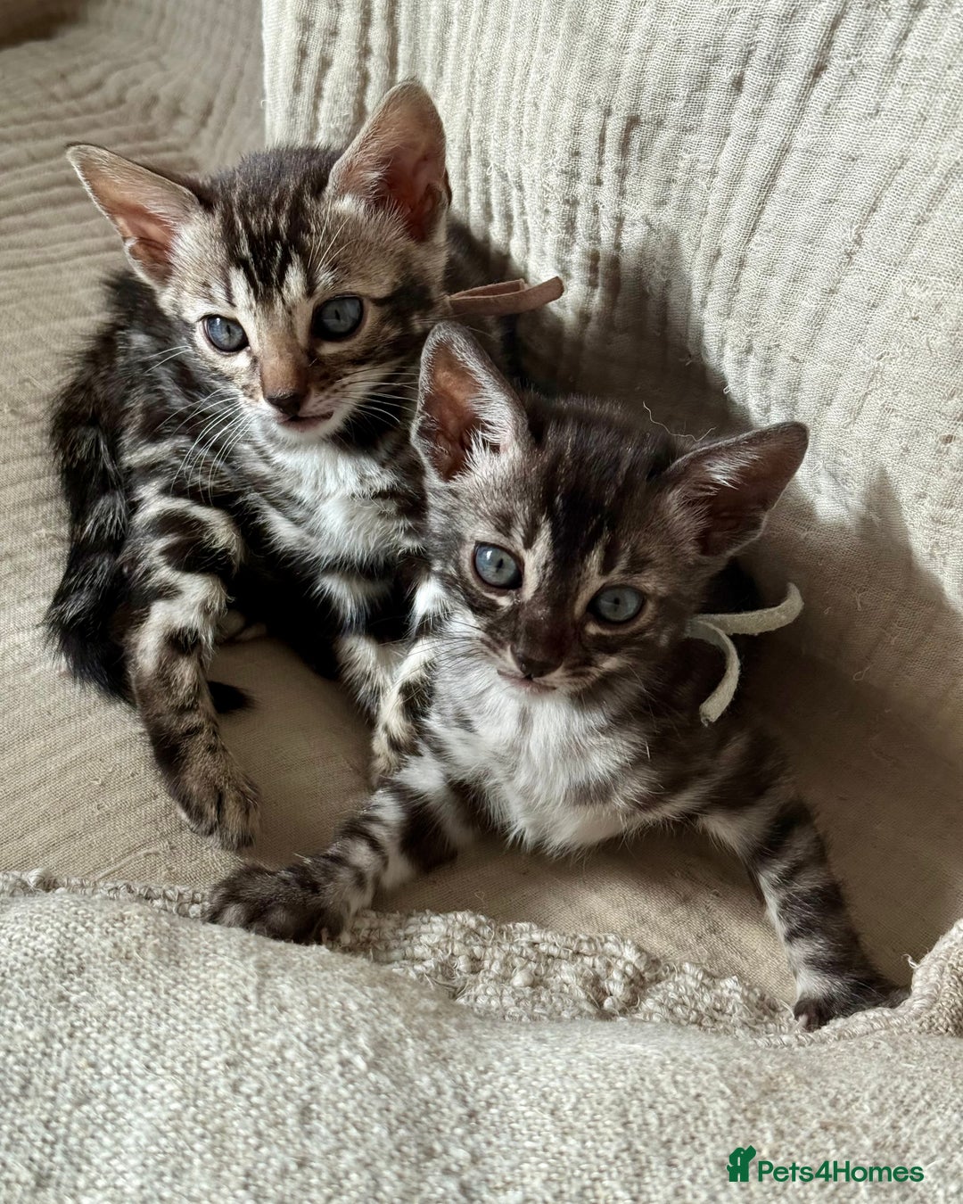 Bengal cats for sale: Pedigree Glittered Bengal Kittens - TICA reg. - Image 2
