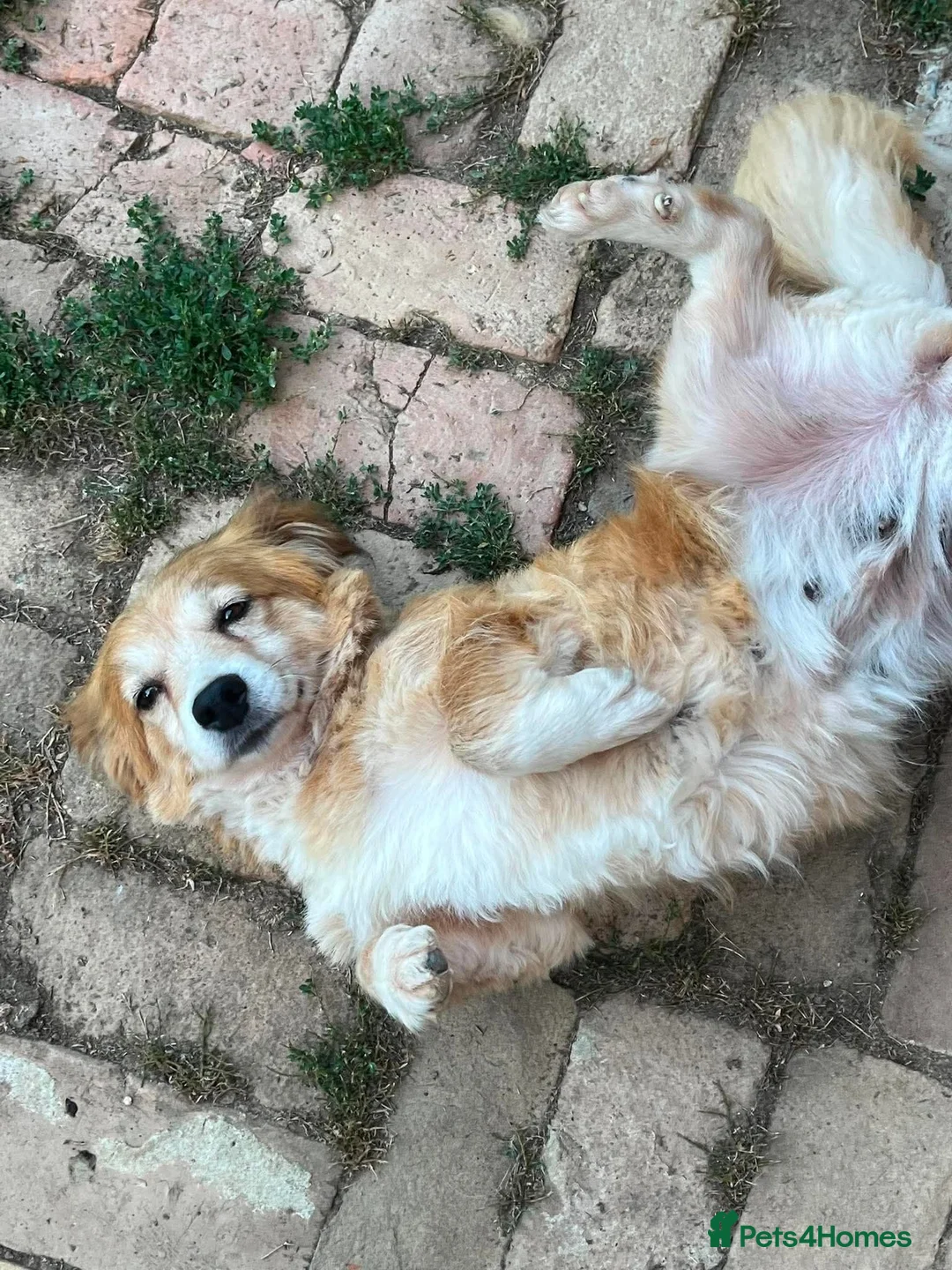 Mixed Breed dogs for adoption: Mable in Staines - Advert 6