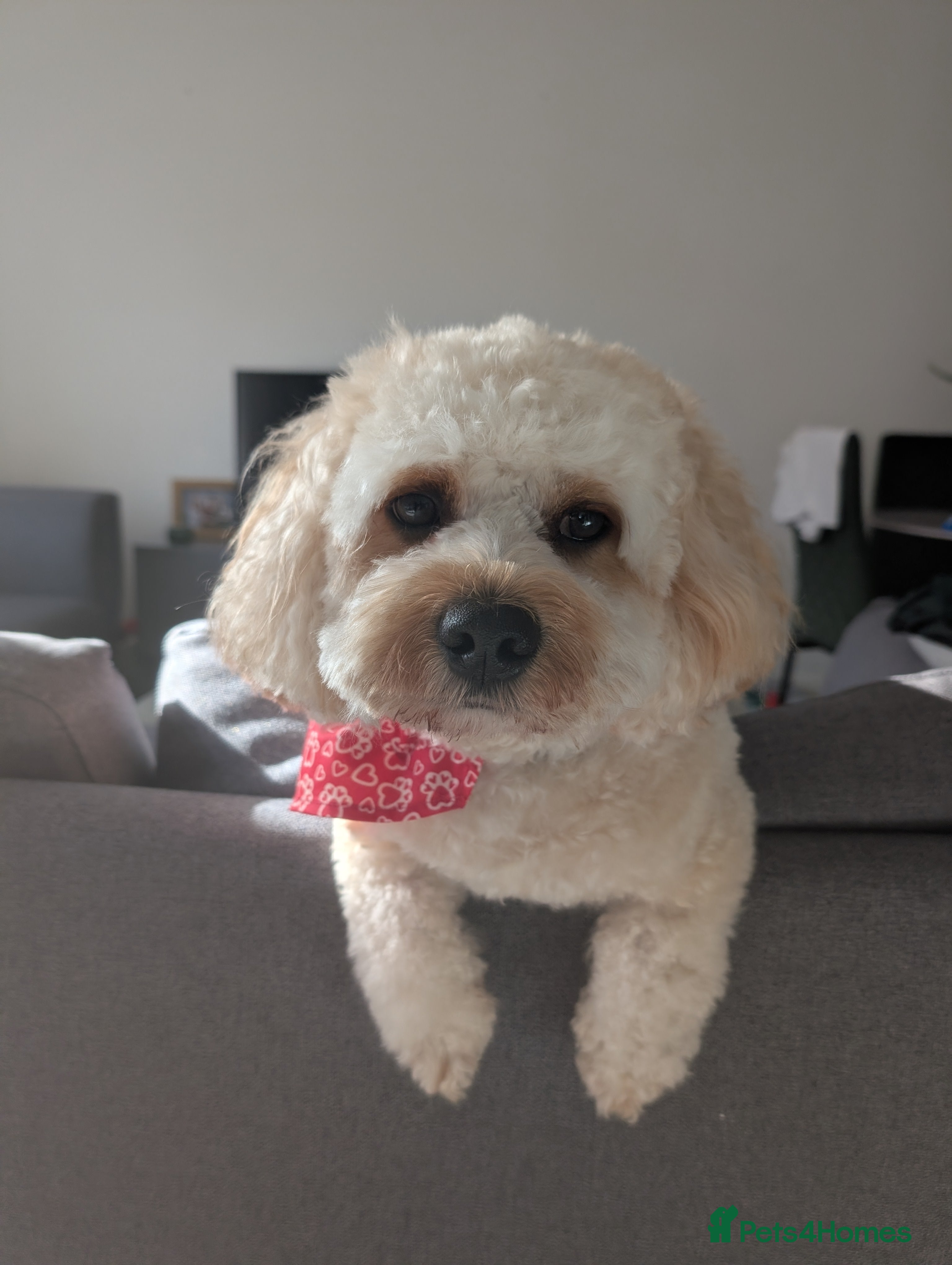 Cavapoo dogs Gorgeous Cavapoo Male for Stud - Advert 4