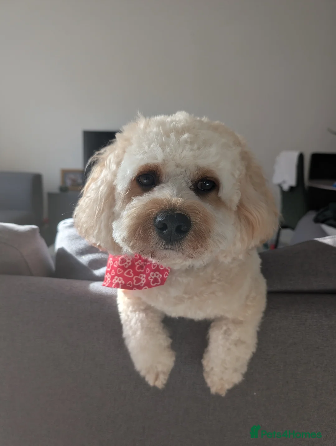 Cavapoo dogs for stud: Gorgeous Cavapoo Male for Stud - Advert 1