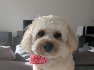 Cavapoo dogs Gorgeous Cavapoo Male for Stud - Advert 4