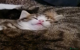 Mixed Breed cats for sale: 2 Beautiful little Boy kittens tabby & black white - Image 9