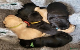 Labrador Retriever dogs for sale: Labrador Puppies for sale pedigree  - Image 1