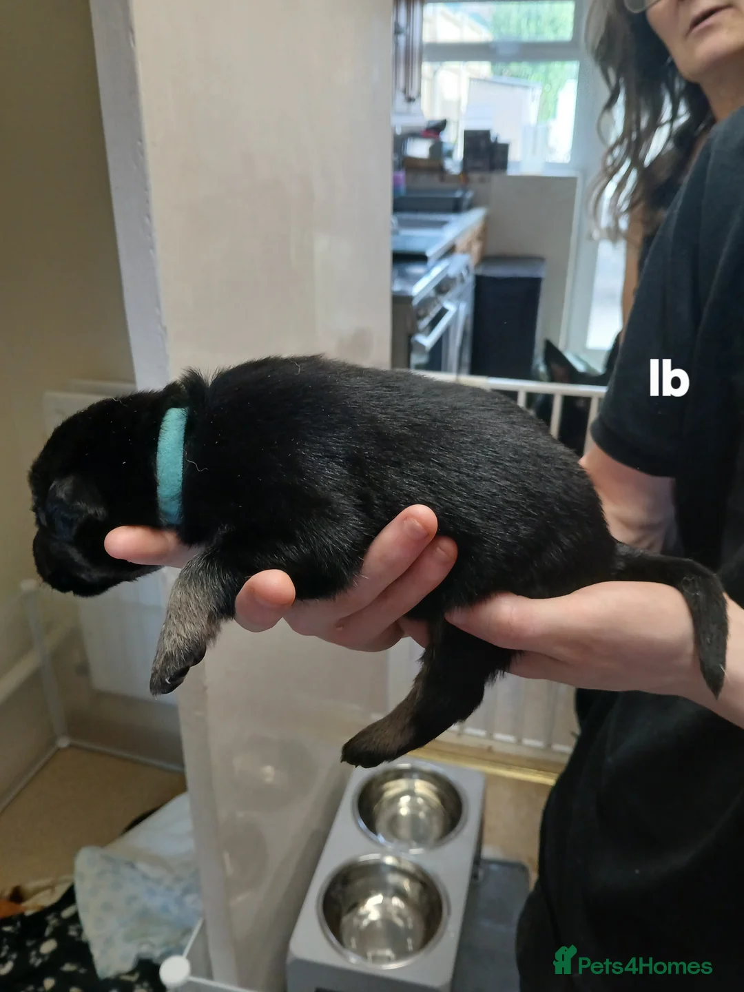 German Shepherd dogs for sale: German shepards  - Advert 9