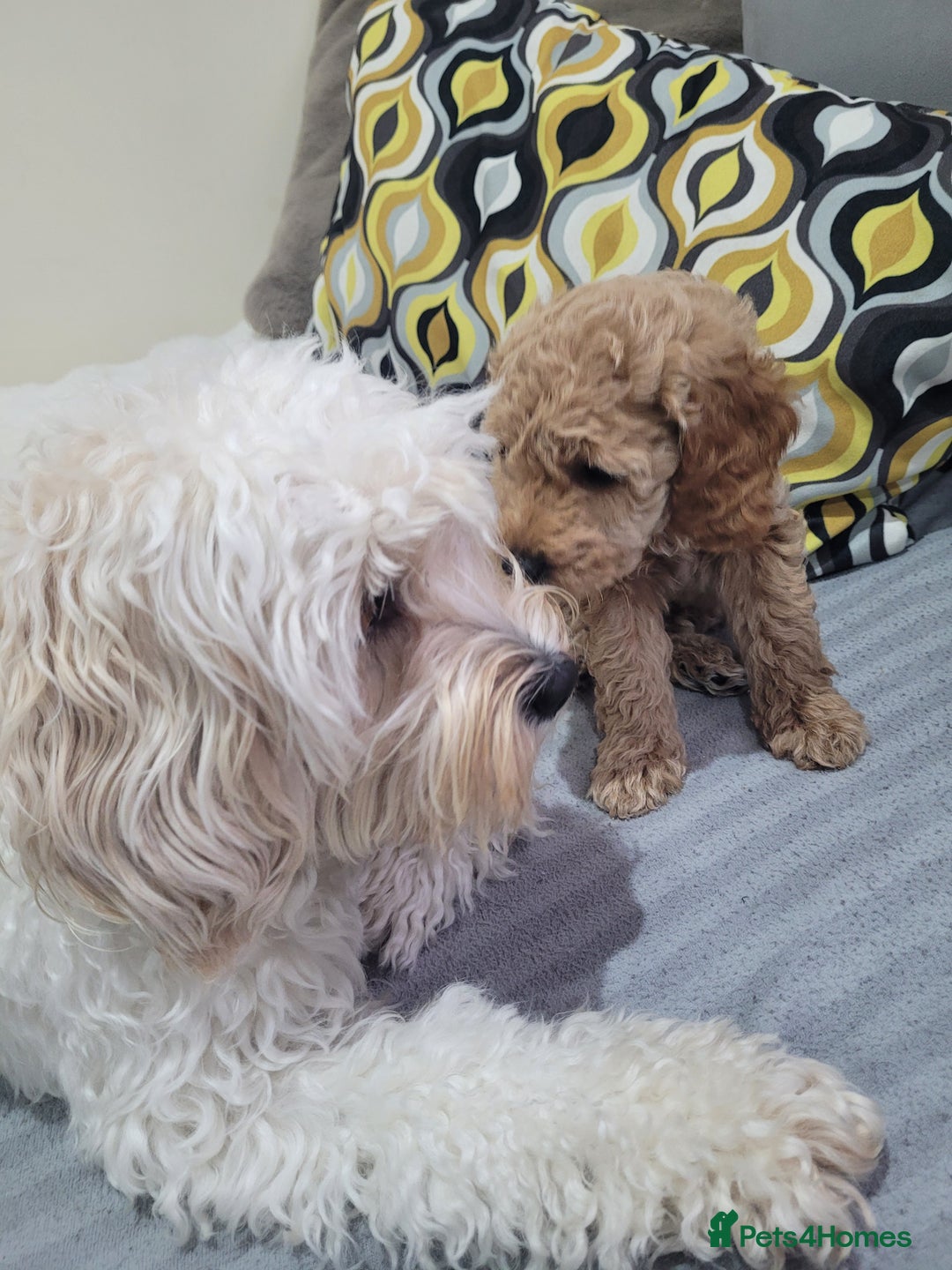 Cockapoo dogs for sale: Sweet boy cockapoo - Advert 12