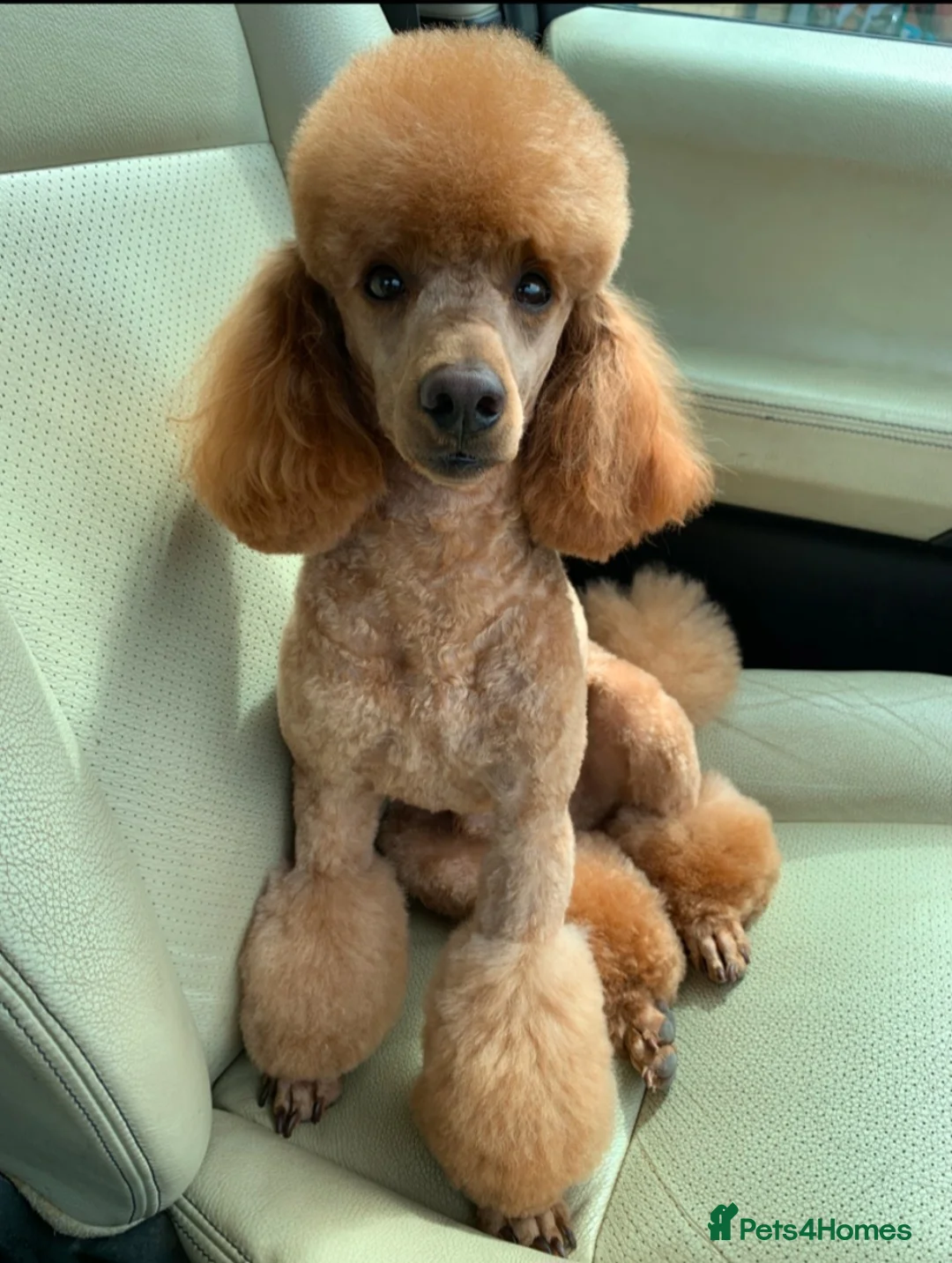 Maltipoo dogs for sale: F1b Maltipoo  - Advert 19