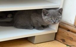 British Shorthair cats for sale: British Shorthair Full Blue Male - Image 4