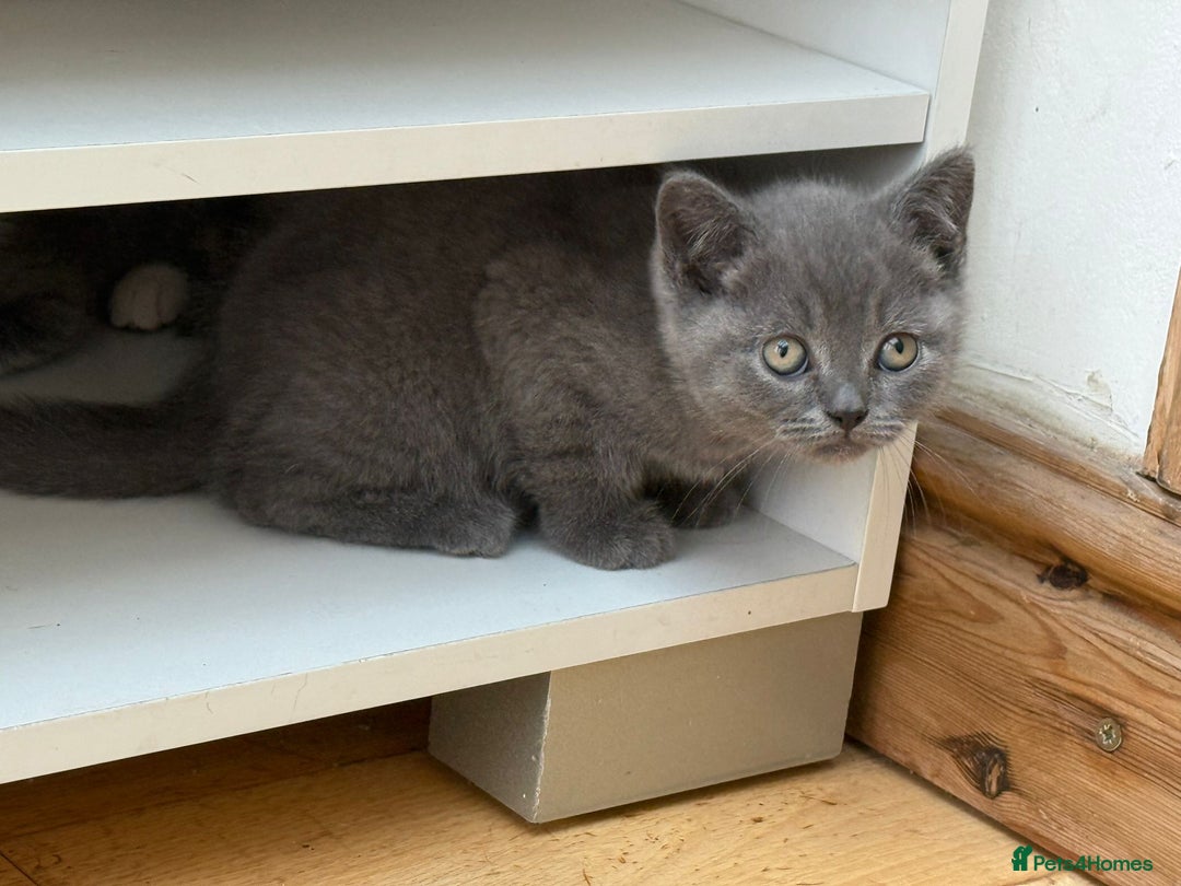 British Shorthair cats for sale: British Shorthair Full Blue Male - Image 4