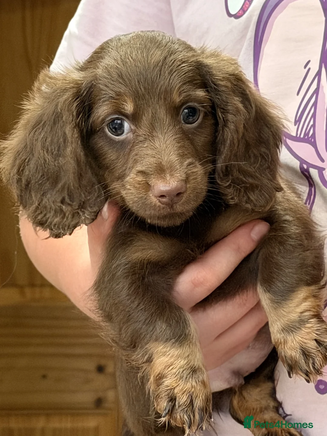 Dachshund dogs for sale: True miniature dachshund boys ready now  - Advert 2