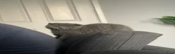Scottish Fold cats for sale: Selling my kitten for health reasons in London - Advert 4