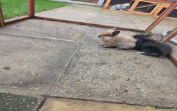 Mini Lion Lop rabbits for sale: Mini liop lops - Image 3