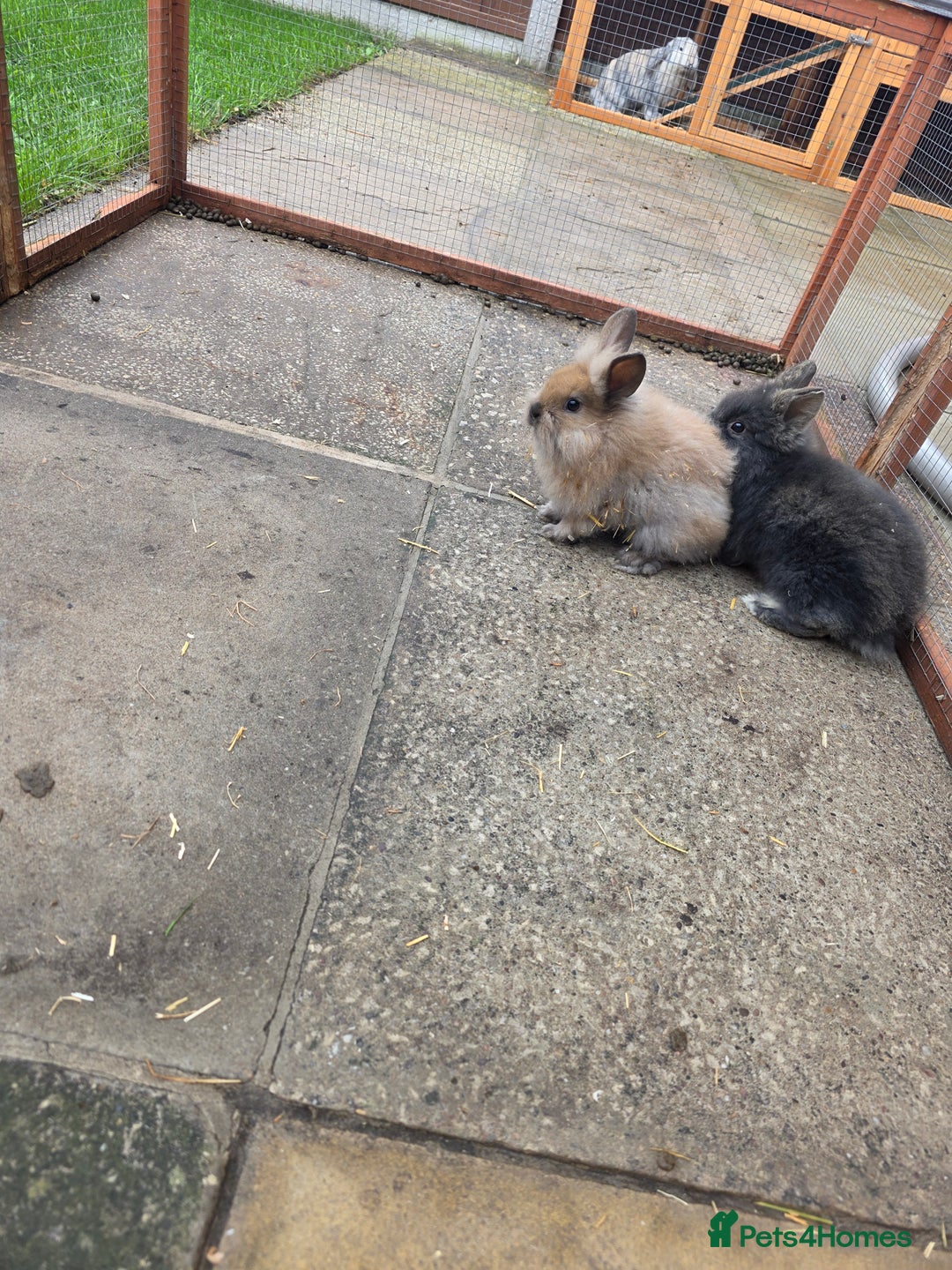 Mini Lion Lop rabbits for sale: Mini liop lops - Image 3