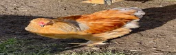 Chickens poultry for sale: Brahma cockerels x 2 - Advert 4