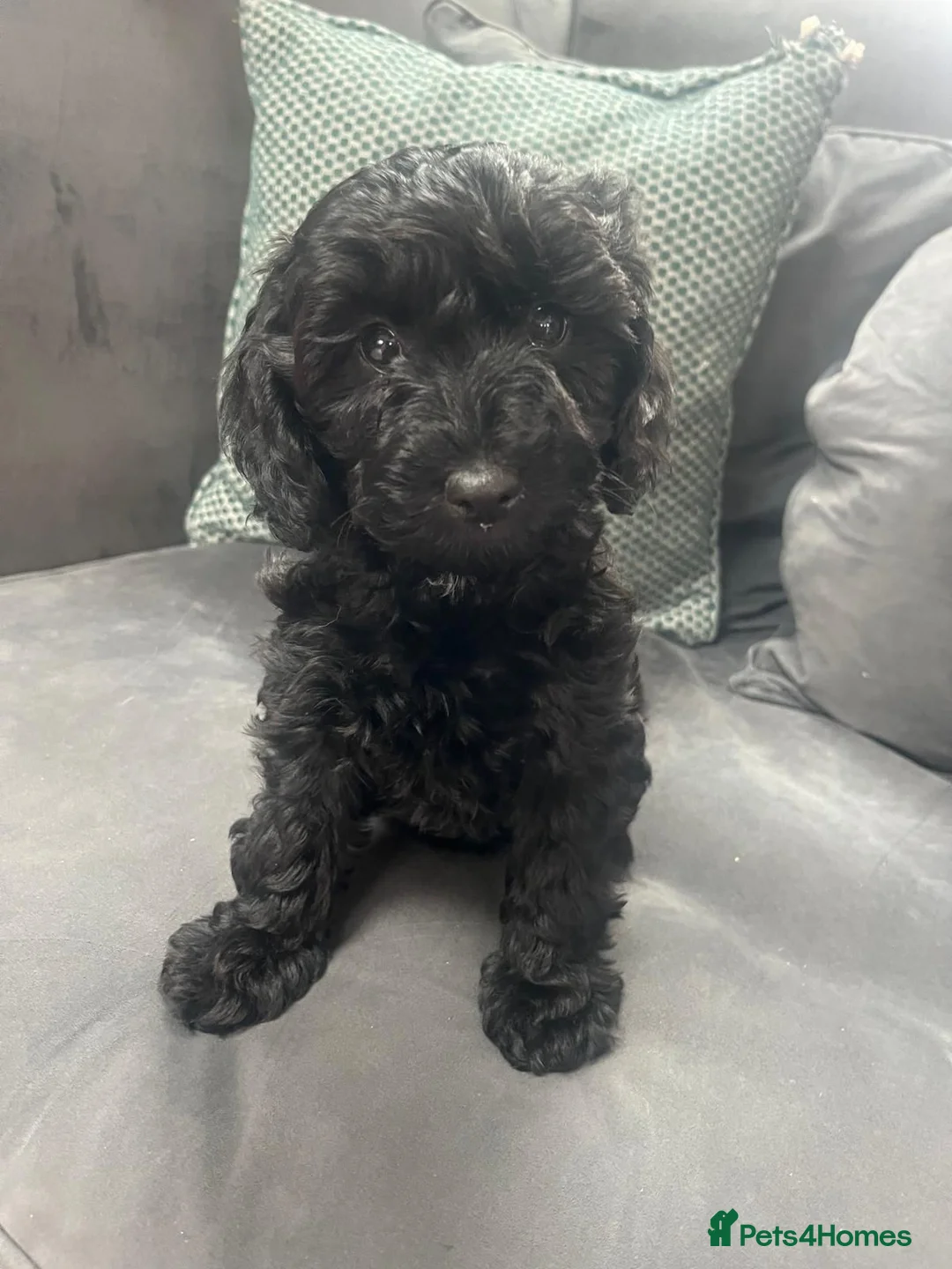 Cockapoo dogs for sale: Cockapoo in Auchterarder - Advert 2