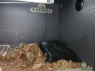 Leopard Gecko reptiles Leopard gecko - Advert 1