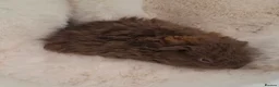 Guinea Pig rodents for sale: Pair of young bonded male Guinea pigs  - Advert 14