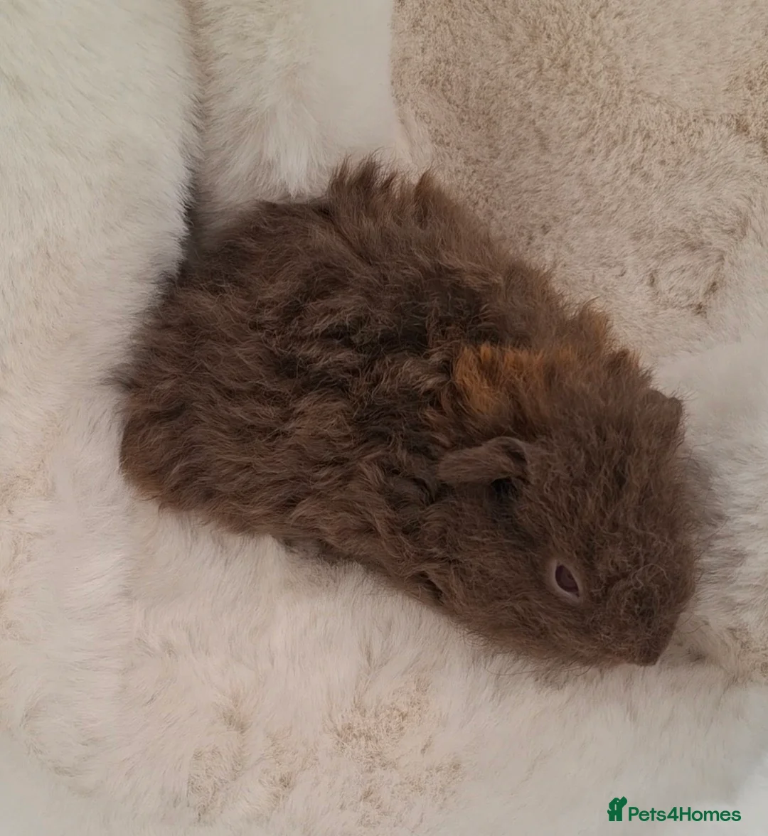 Guinea Pig rodents for sale: Pair of young bonded male Guinea pigs  - Advert 14