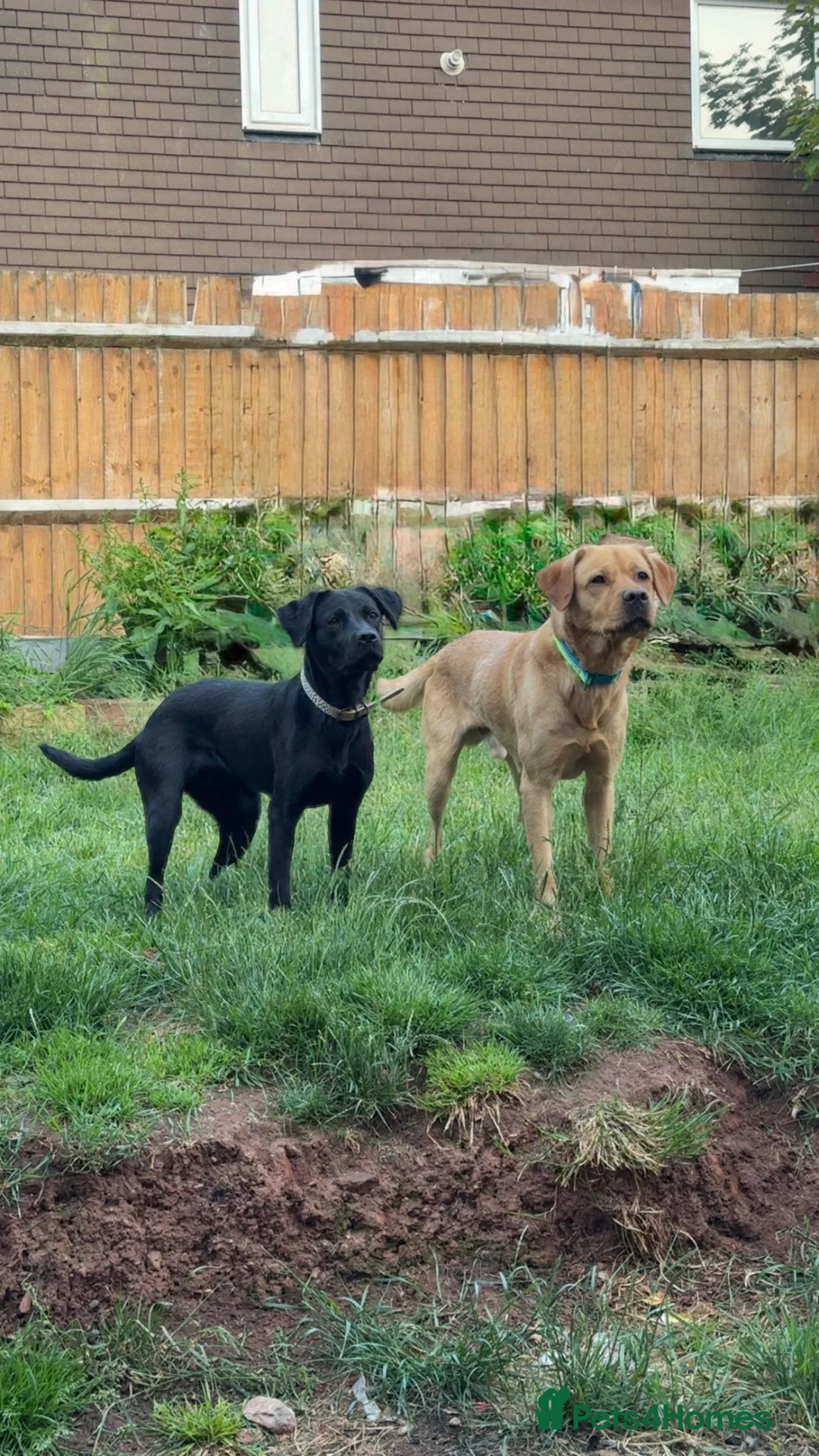 Labrador Retriever dogs for sale: Roxy  in Telford - Advert 2