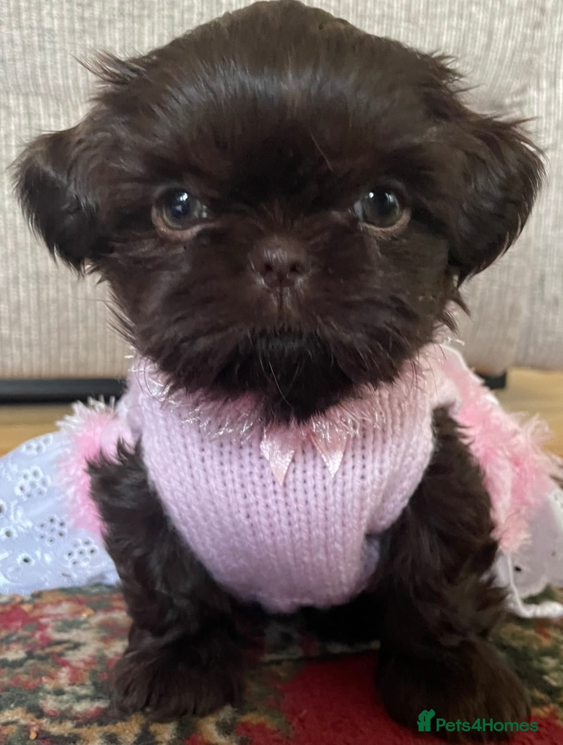 Shih Tzu dogs Chocolate imperial girls - Advert 1