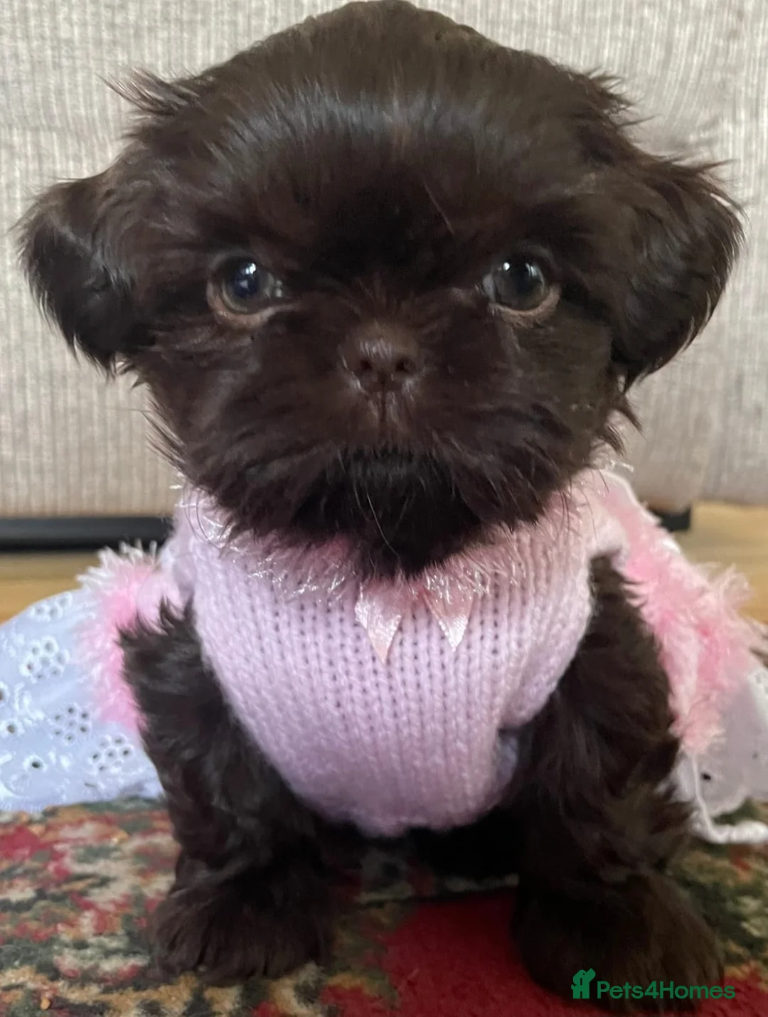 Shih Tzu dogs for sale: Chocolate imperial girls - Advert 1