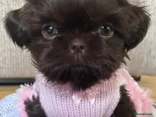 Shih Tzu dogs Chocolate imperial girls - Advert 1