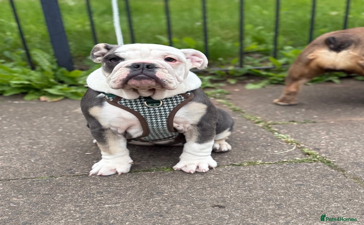 Mixed Breed dogs in Bristol - Advert 14