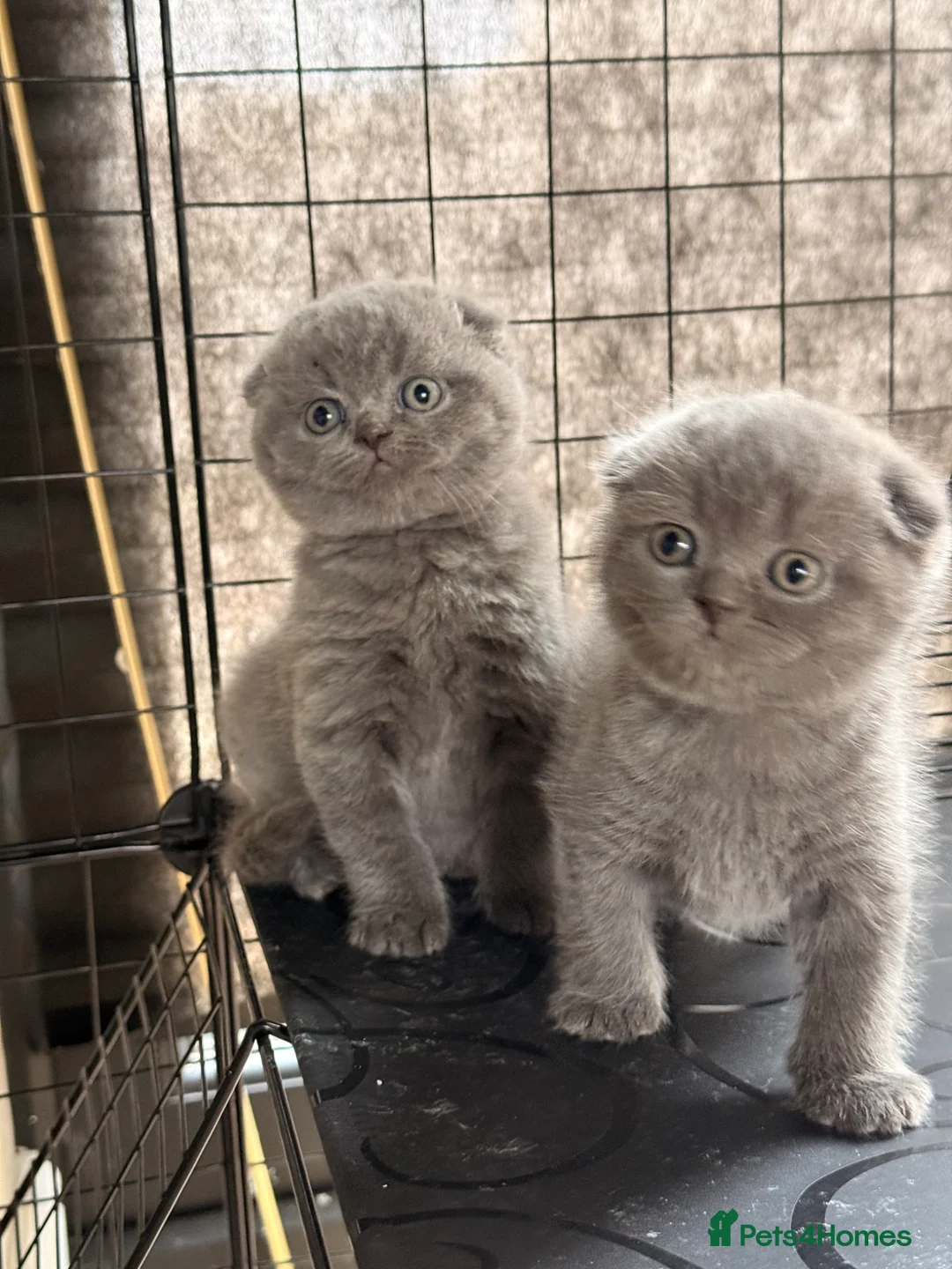British Shorthair cats for sale: Scottish fold x British short haired  in Heywood - Advert 2