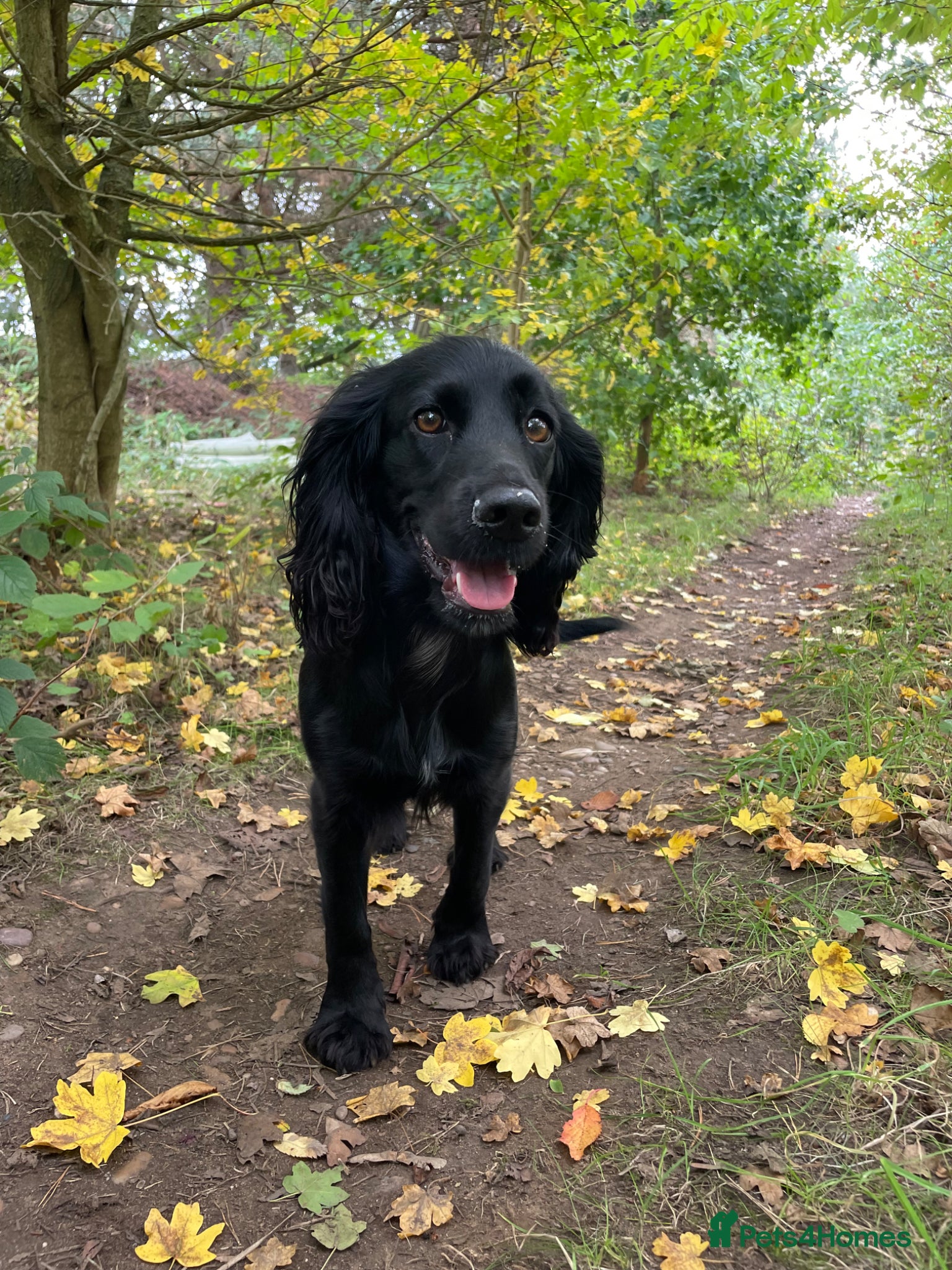 Cocker Spaniel dogs River 🩷 - Advert 5