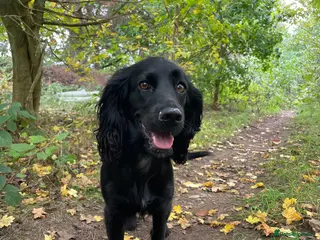 Cocker Spaniel dogs River 🩷 - Advert 5