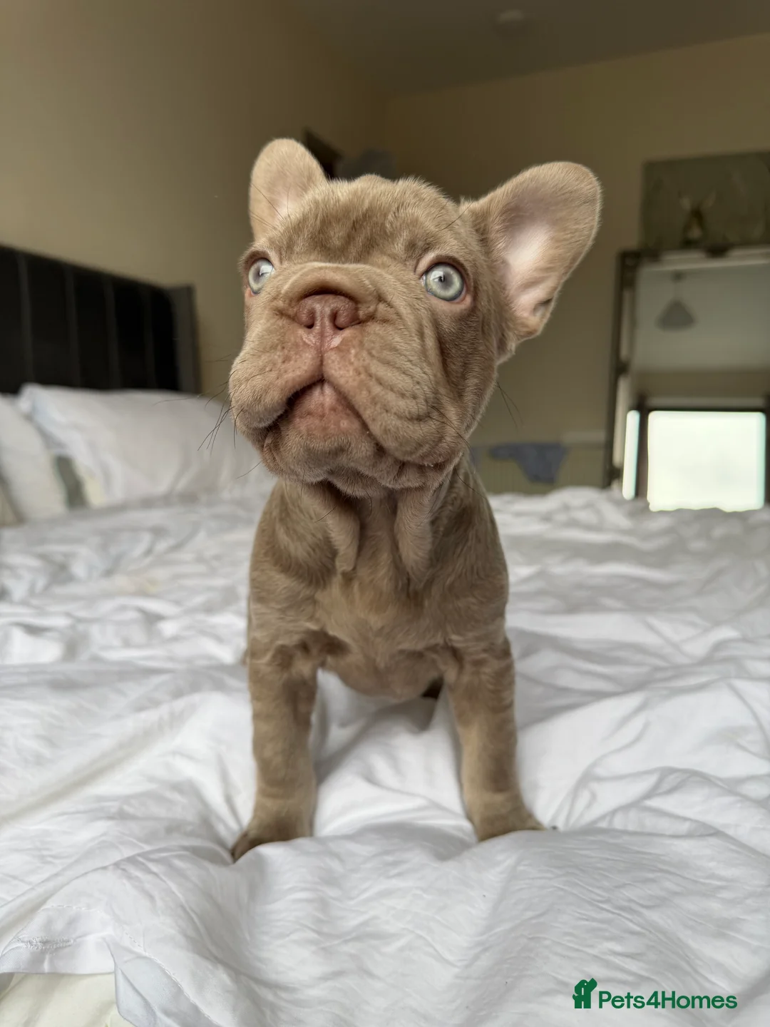French Bulldog dogs for sale: French bulldog  - Advert 2