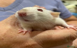 Rat rodents for sale: Very friendly baby rats, including dumbo Siamese  - Image 13
