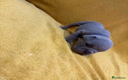English Bulldog dogs for sale: For sale: 7 English Bulldog Puppies - Image 13