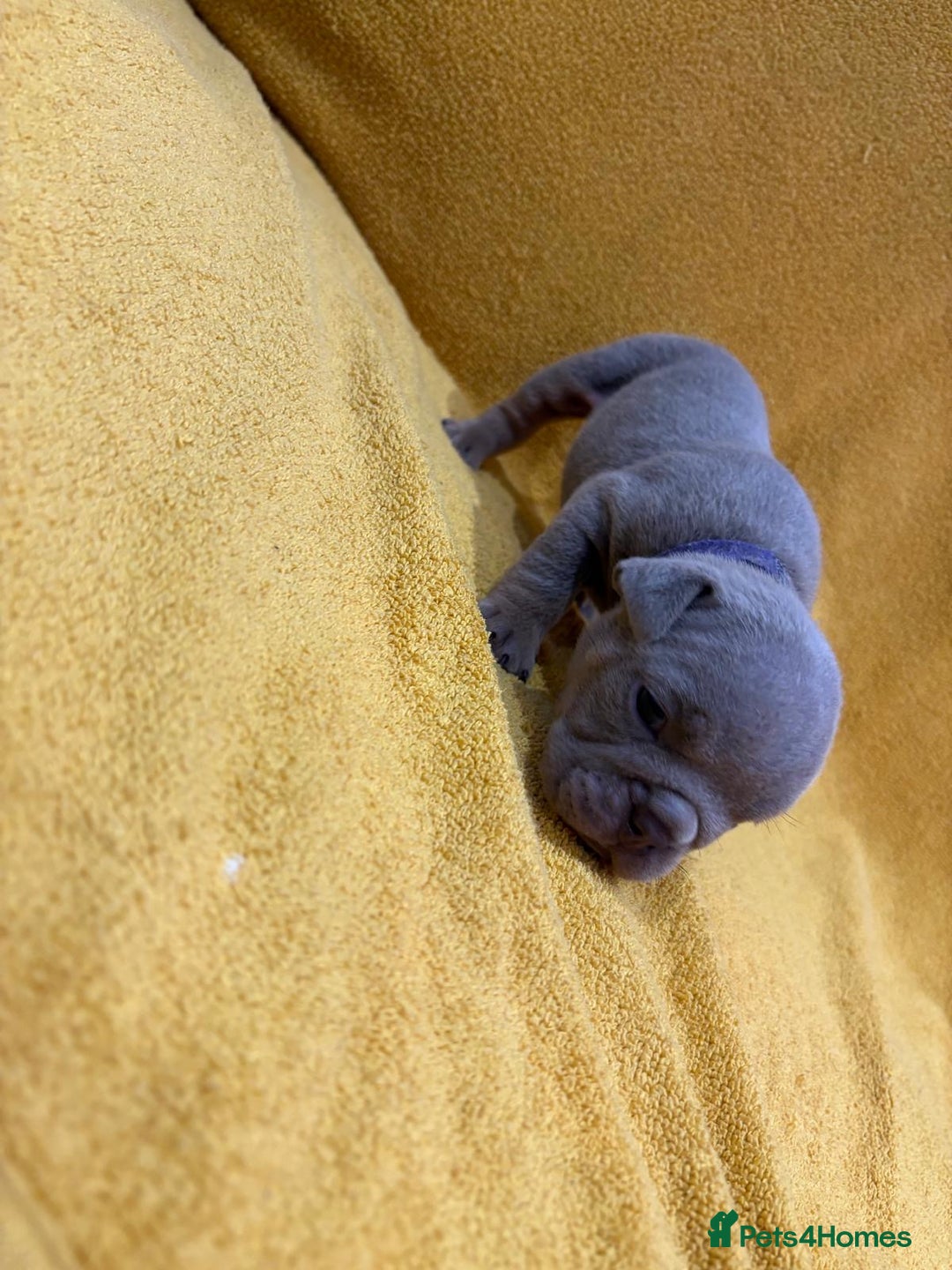 English Bulldog dogs for sale: For sale: 7 English Bulldog Puppies - Image 13